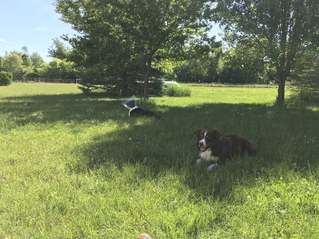 Dan chilling in yard with cone